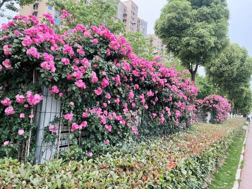 “五一”不远游 天门市民在家门口发掘宝藏打卡地.docx