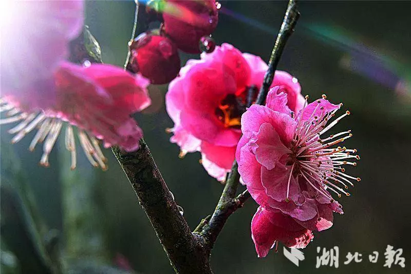 湖北省竹山县太和梅花谷景区梅花盛开满"谷"香